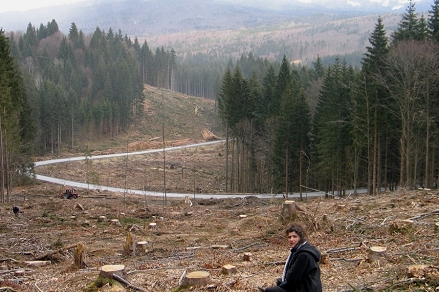 Abholzungen im Frauenauer Wald im Maerz 2008